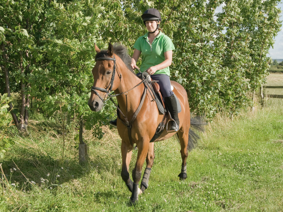 Rider on a bay horse in a field